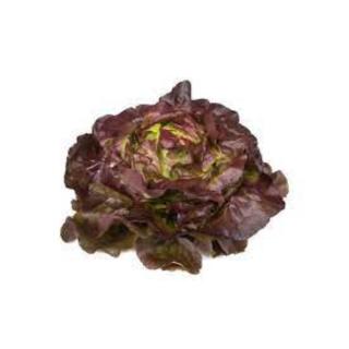 Kopfsalat rot