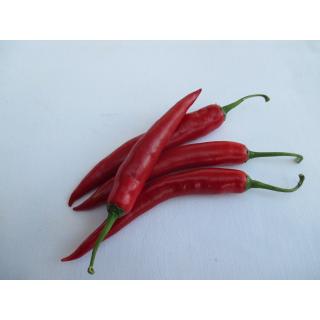 Pfefferonie rot/grün scharf