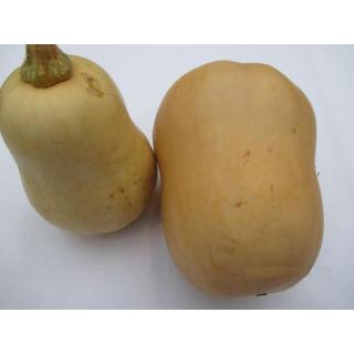 Kürbis "Butternut"