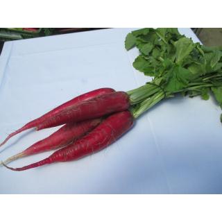 Rettich rot Bund