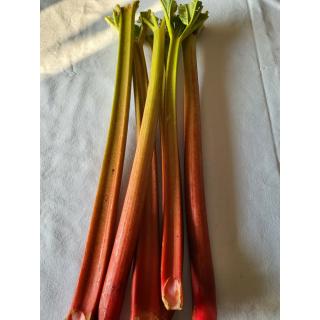 Rhabarber "Himbeer-Rhabarber" rotstielig