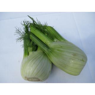 Fenchel