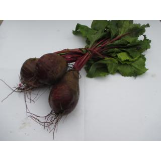 Rote Beete Bund >NEUE ERNTE<