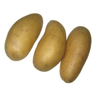 Salatkartoffel "Belana" 12,5 kg -Sack, festkochend