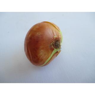 Zwiebel Stuttgarter Riesen