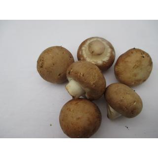 Steinchampignons