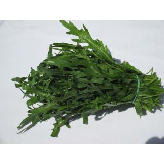 Rucola