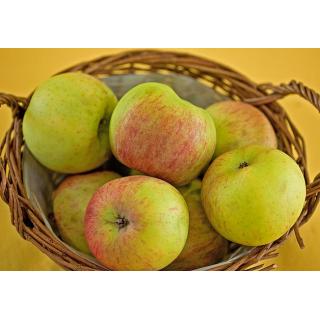Äpfel "Galmac" NEUE ERNTE
