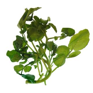 Brunnenkresse Beutel ca. 100 gr