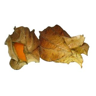 Physalis 100 gr Schale