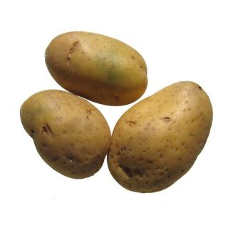 Speisekartoffel "Jelly" vorw. festkochend