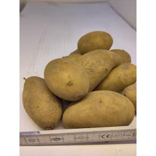 Raclette-Kartoffeln 2,5 kg-Tüte festkochend